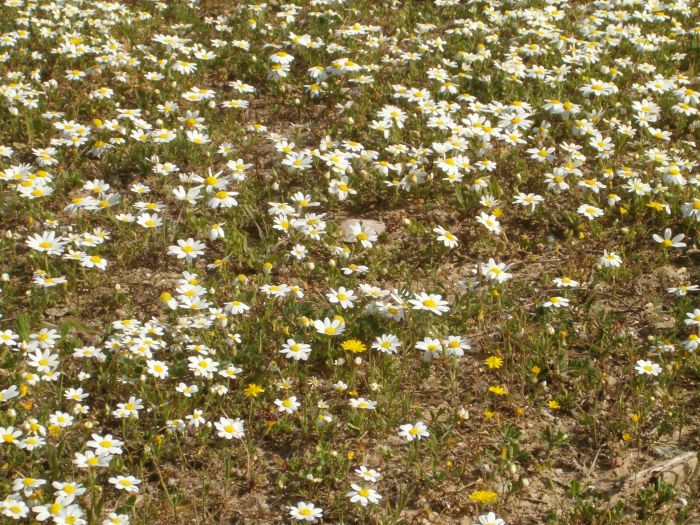 field of chamomile flowers